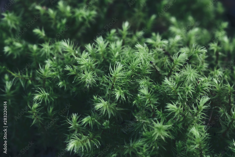 green moss background texture. Green background for refreshing. closeup green moss background texture. Green background for refreshing. closeup