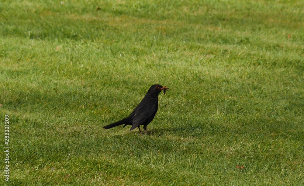 crow on grass crow on grass