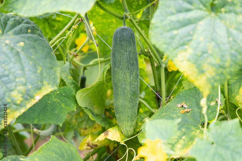 Obraz premium Green cucumber hanging on tree