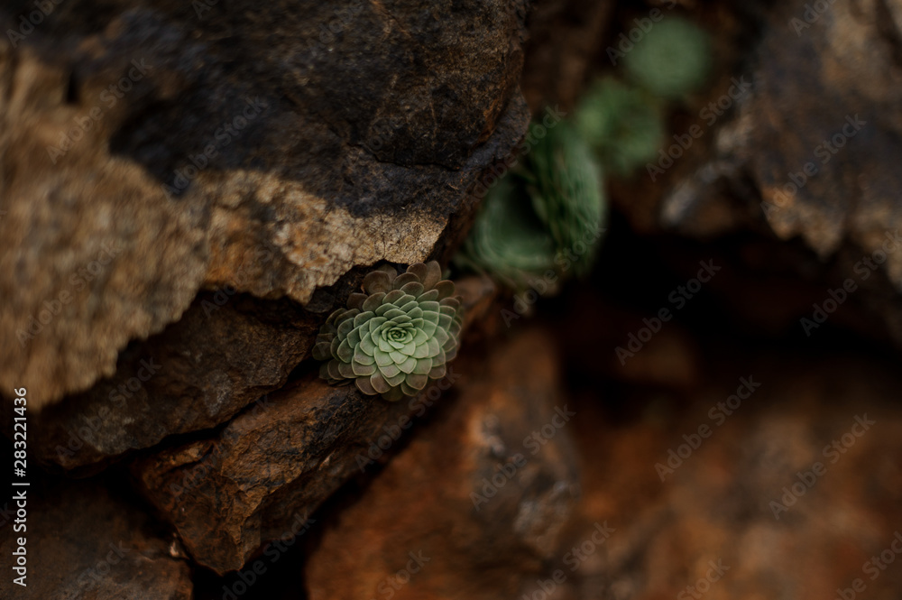 Green succulent plant growing inside the rock