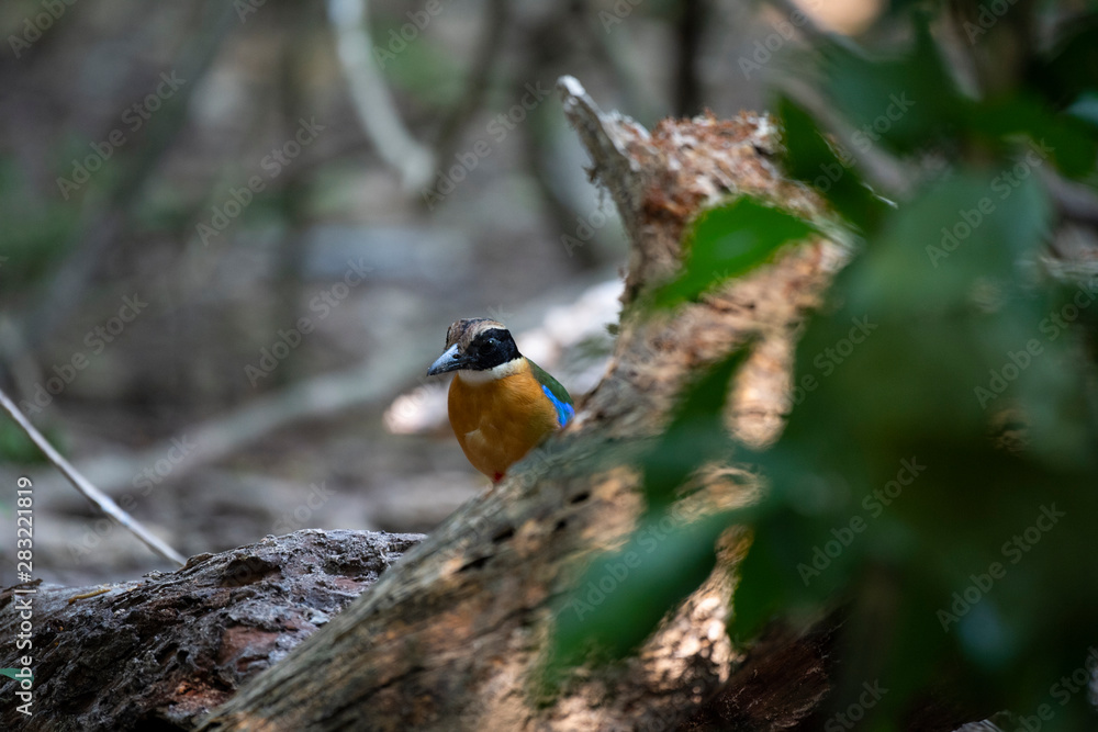 Fototapeta premium robin on branch