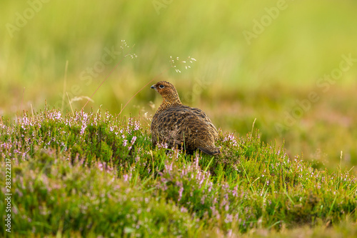 Red Grouse in natural moorland habitat with blooming purple heather and grasses. Horizontal. Space for copy.