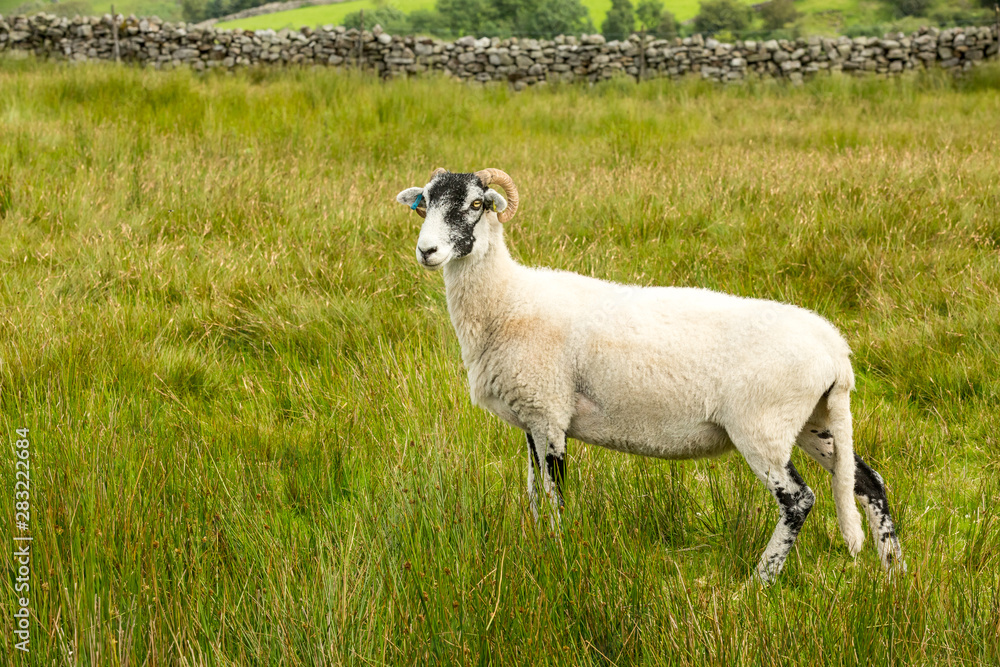 Swaledale Ewe in summer meadow in Swaledale in the Yorkshire Dales, England. Horizontal, space for copy. Swaledale Ewe in summer meadow in Swaledale in the Yorkshire Dales, England. Horizontal, space for copy.