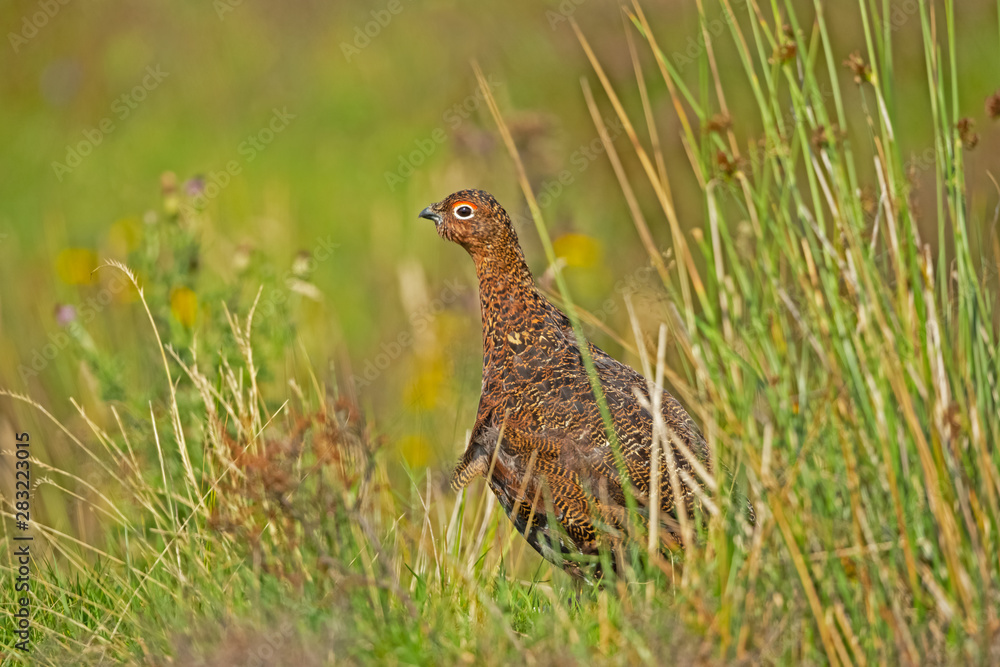Red Grouse male, facing left in natural moorland habitat with grasses and reeds. Landscape, horizontal. Space for copy. Red Grouse male, facing left in natural moorland habitat with grasses and reeds. Landscape, horizontal. Space for copy.
