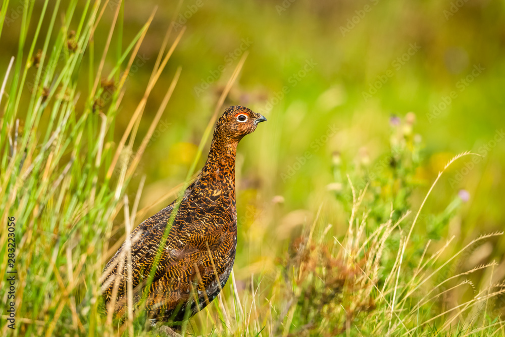 Red Grouse male, facing right in natural moorland habitat with grasses and reeds. Landscape, horizontal. Space for copy. Red Grouse male, facing right in natural moorland habitat with grasses and reeds. Landscape, horizontal. Space for copy.