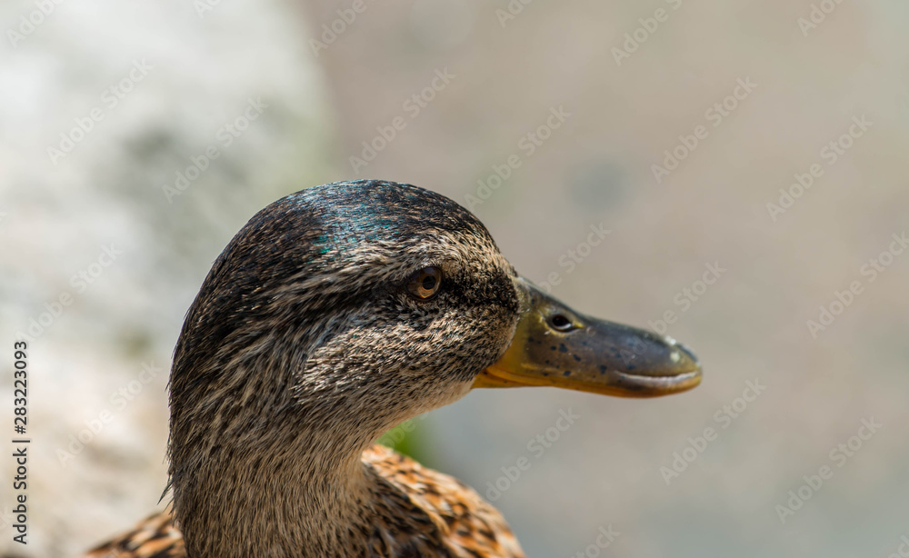 Beautiful duck portrait shot in lake Balaton , Hungary at summertime. Beautiful duck portrait shot in lake Balaton , Hungary at summertime.