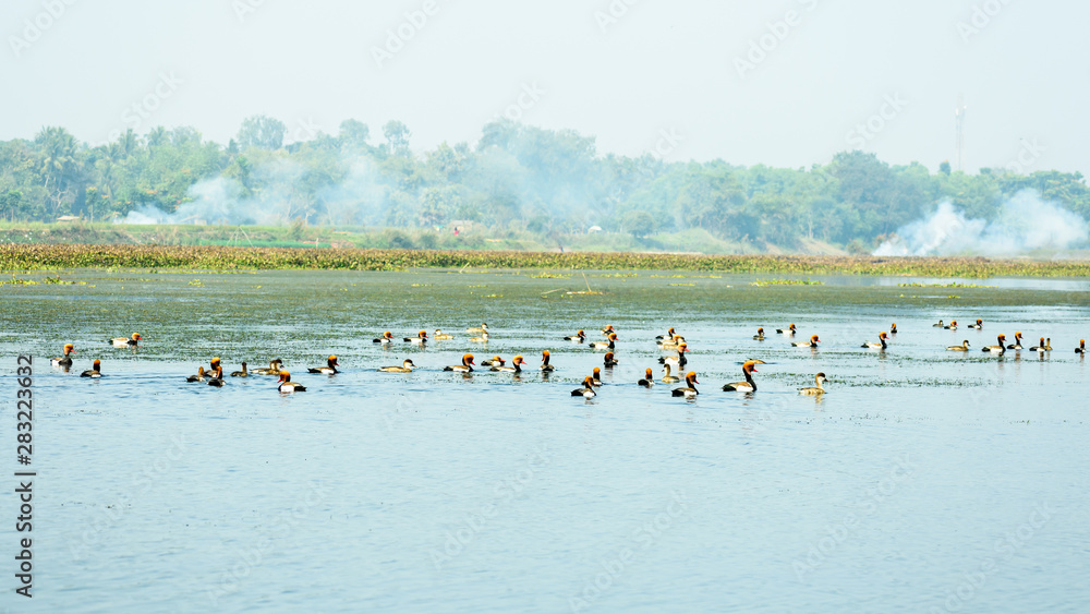 Fototapeta premium Birds dying of water pollution. Red crested pochard migratory birds fly around Yamuna River on morning of heavy air pollution spreading in air in city and surrounding areas.