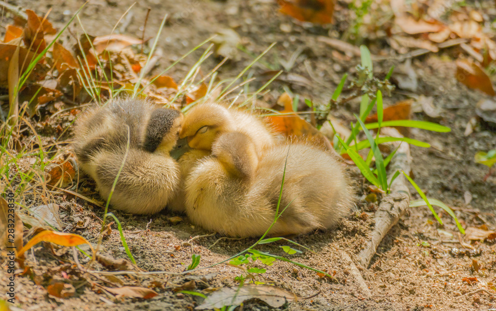 ducklings sleeping together ducklings sleeping together