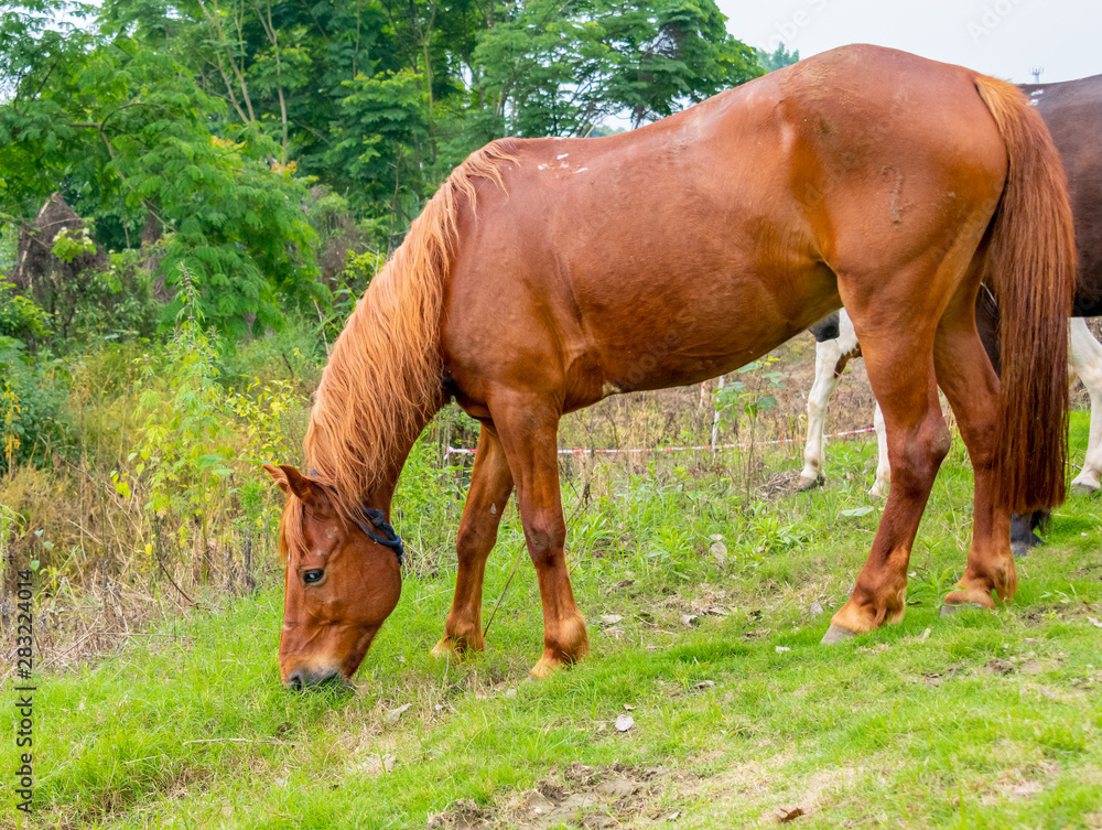 Fototapeta premium A horse grazing on the grass by the river