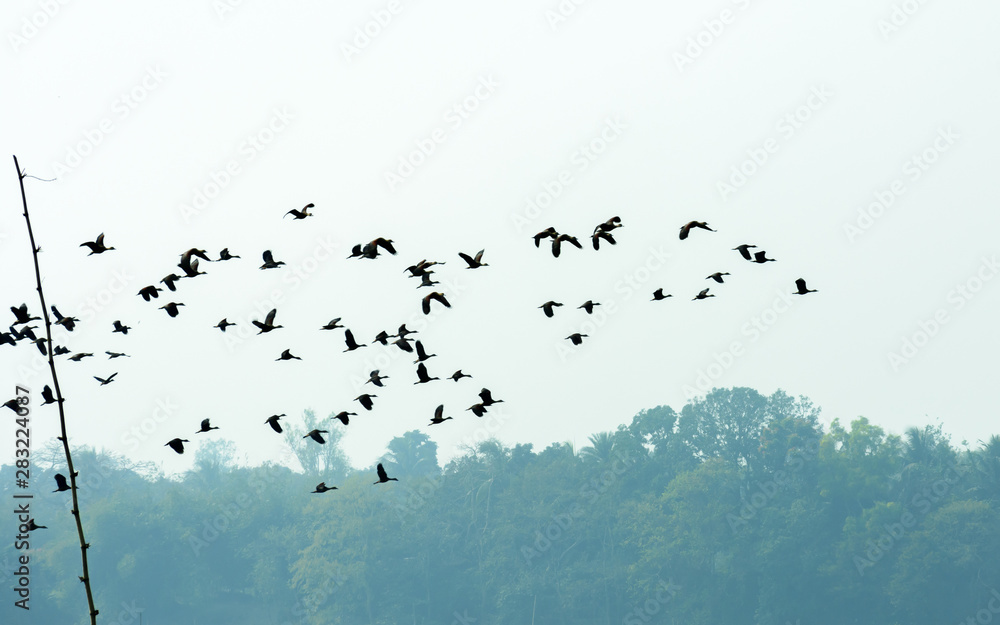 Flock of migrating birds flying together as a group in against blue sky over lake in an imperfect V formation. Namdapha National Park, Arunachal Pradesh. Happy symbol of liberty and freedom background - obrazy, fototapety, plakaty 
