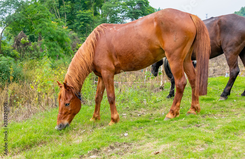 Three horses of different colors who eat grass on the grass