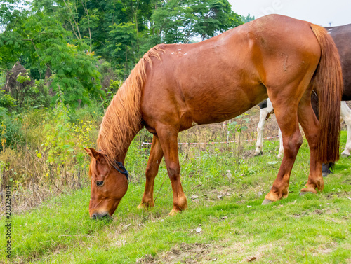 A horse grazing on the grass by the river