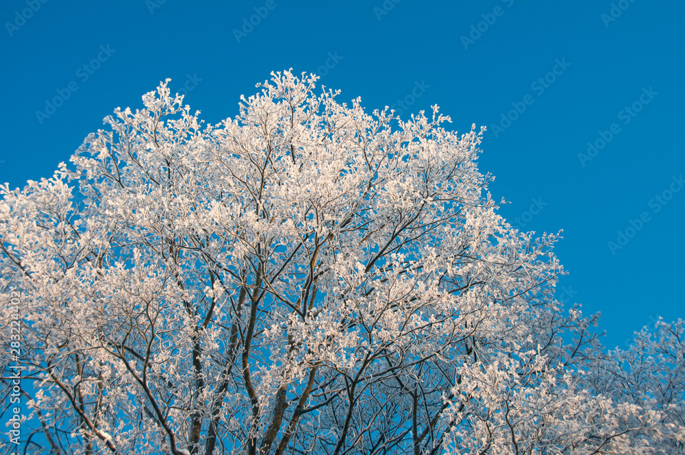 Snowy birch tree branches on a sunny winter morning against blue sky