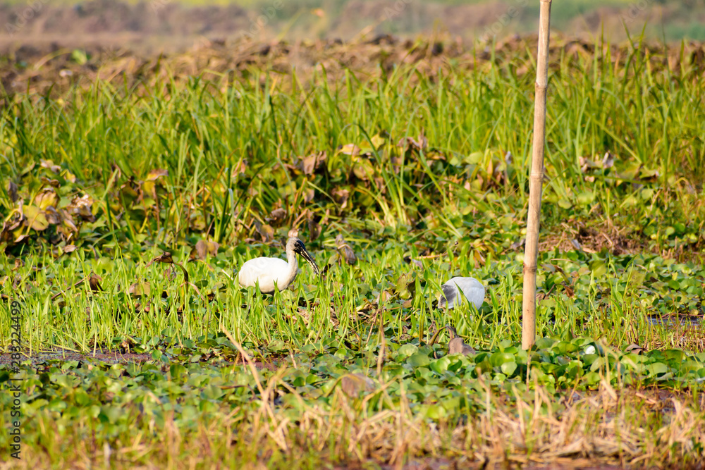 Flock of Little Egret (Egretta garzetta) Small snow white heron spotted in Neora Valley National Park West Bengal India. A species of heron family Ardeidae common in wetland lake river and estuaries. Flock of Little Egret (Egretta garzetta) Small snow white heron spotted in Neora Valley National Park West Bengal India. A species of heron family Ardeidae common in wetland lake river and estuaries.