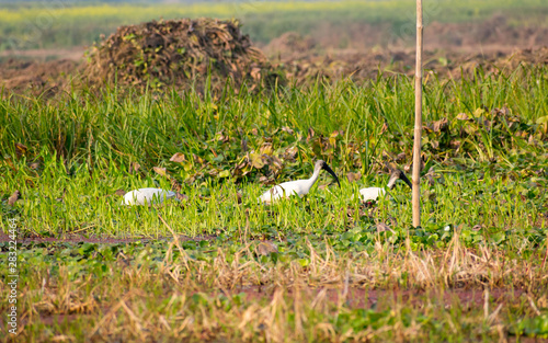 Flock of Little Egret (Egretta garzetta) Small snow white heron spotted in Neora Valley National Park West Bengal India. A species of heron family Ardeidae common in wetland lake river and estuaries. photo