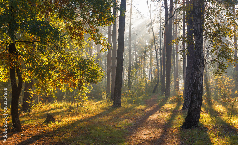 Obraz premium A beautiful forest, flooded with sunlight. A pleasant morning walk among tall trees. Sunbeams play in the branches of pines.