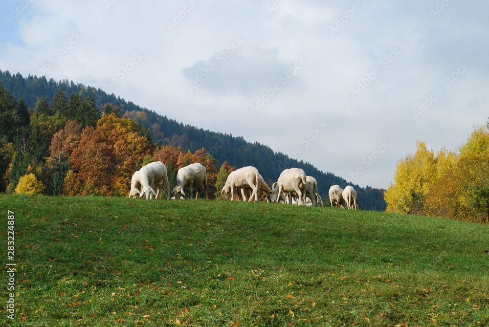 Fototapeta premium Schafherde in Slowenien