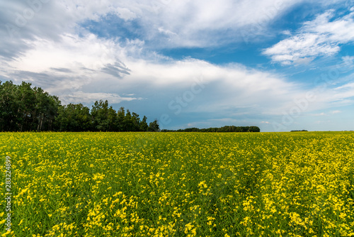 Canola fields in Saskatchewan as summer storms go by. 