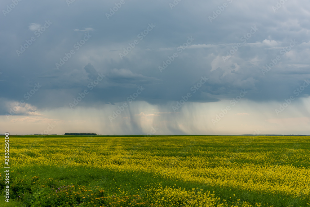 Canola fields in Saskatchewan as summer storms go by. 
