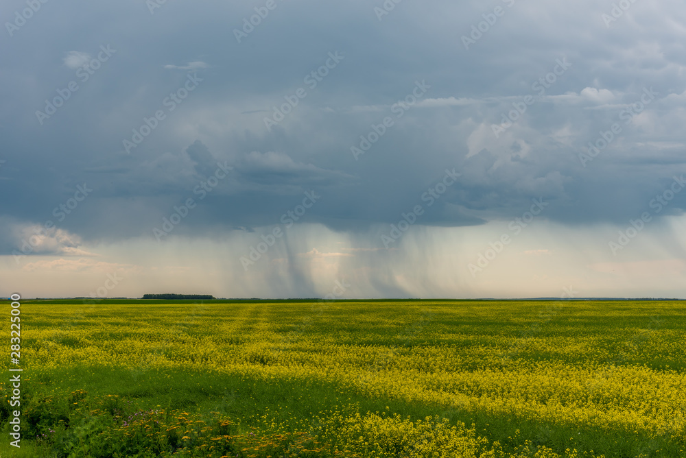 Canola fields in Saskatchewan as summer storms go by. Canola fields in Saskatchewan as summer storms go by.