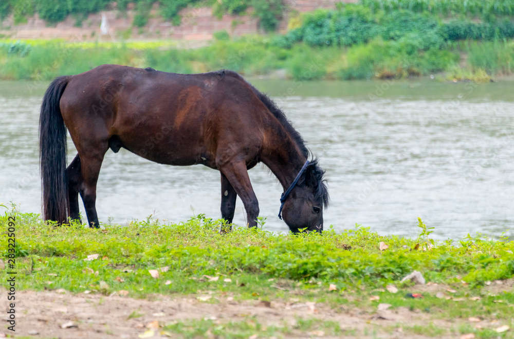 A horse grazing on the grass by the river A horse grazing on the grass by the river