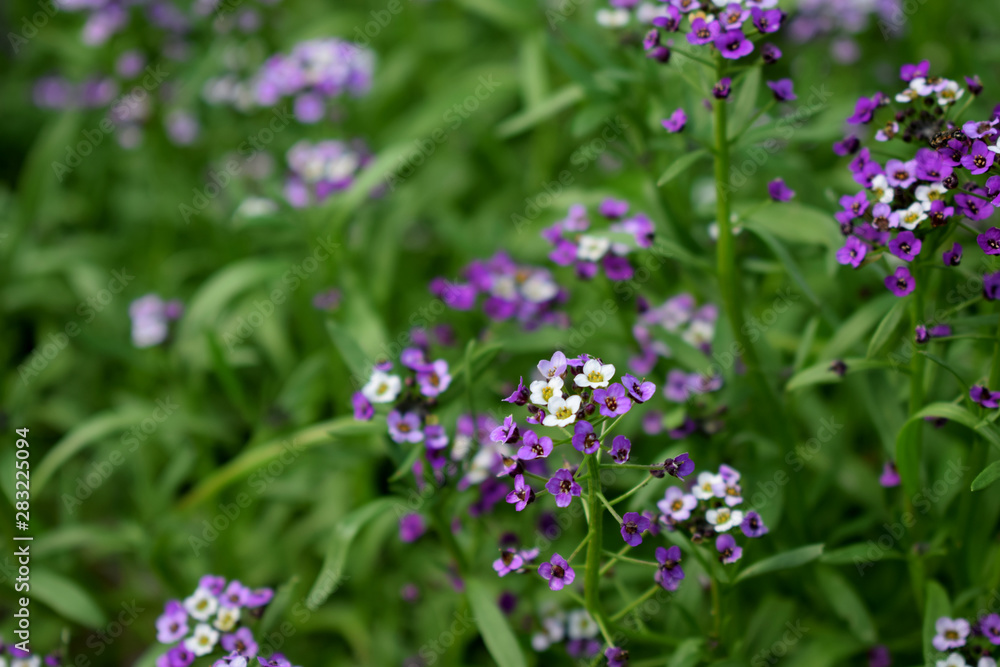 Purple and and white alyssum flowers on flower bed 