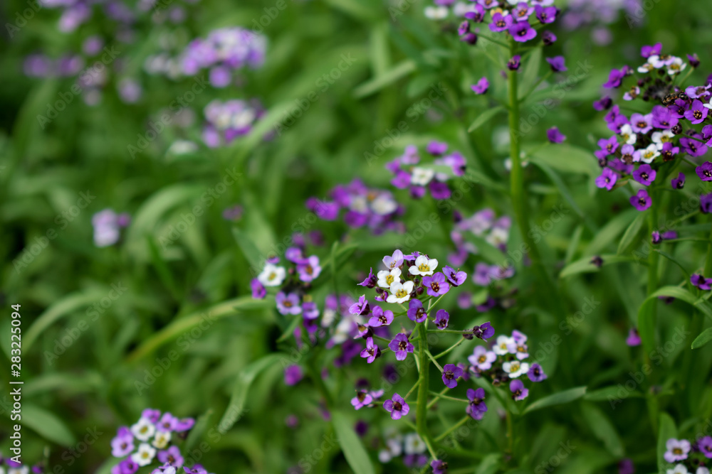 Purple and and white alyssum flowers on flower bed Purple and and white alyssum flowers on flower bed