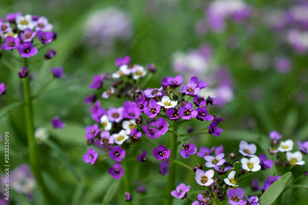 Purple and and white alyssum flowers on flower bed Purple and and white alyssum flowers on flower bed