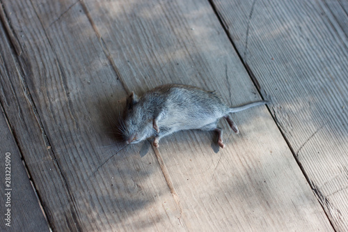 A little gray dead mouse lies on an old wooden floor. sunny day