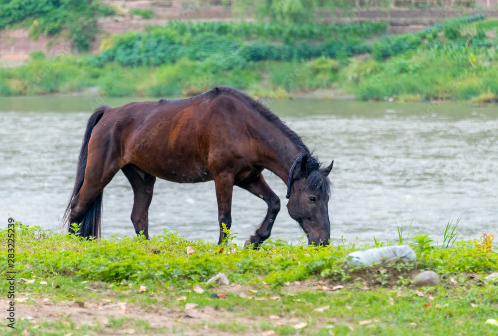 A horse grazing on the grass by the river A horse grazing on the grass by the river