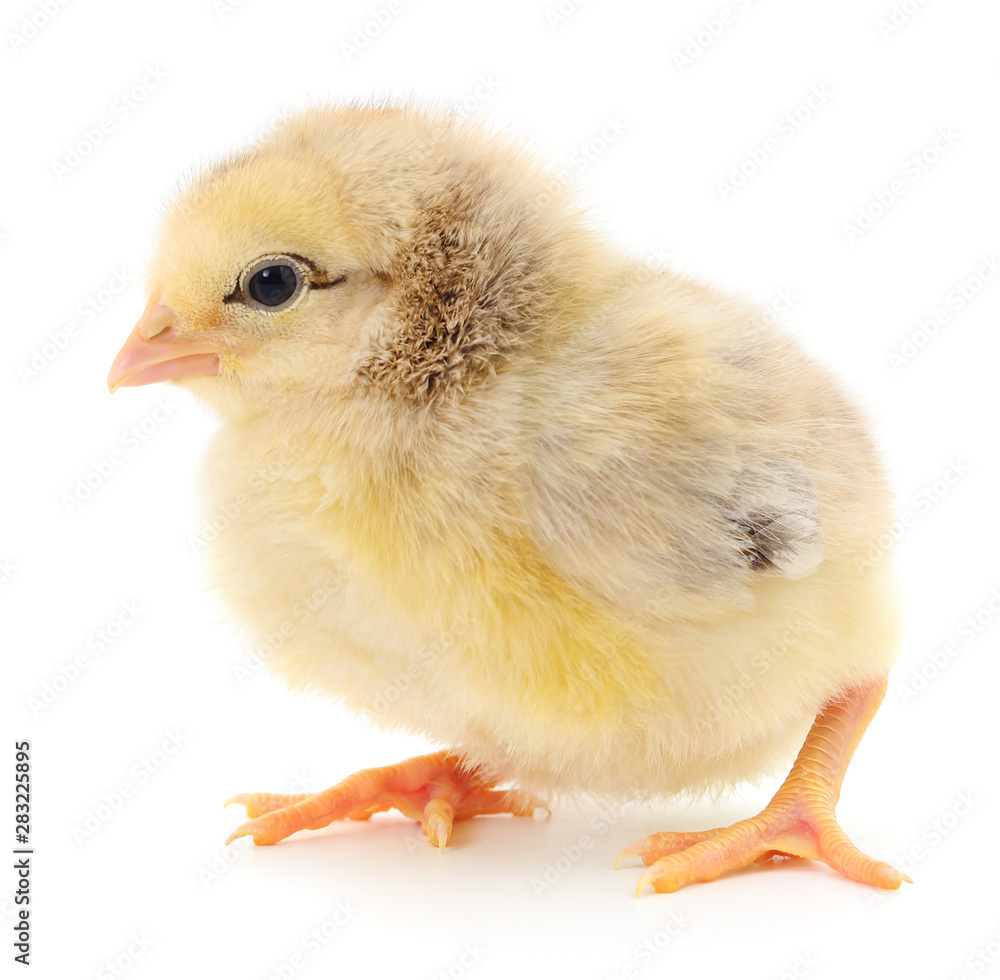 Fototapeta premium Small yellow chicken