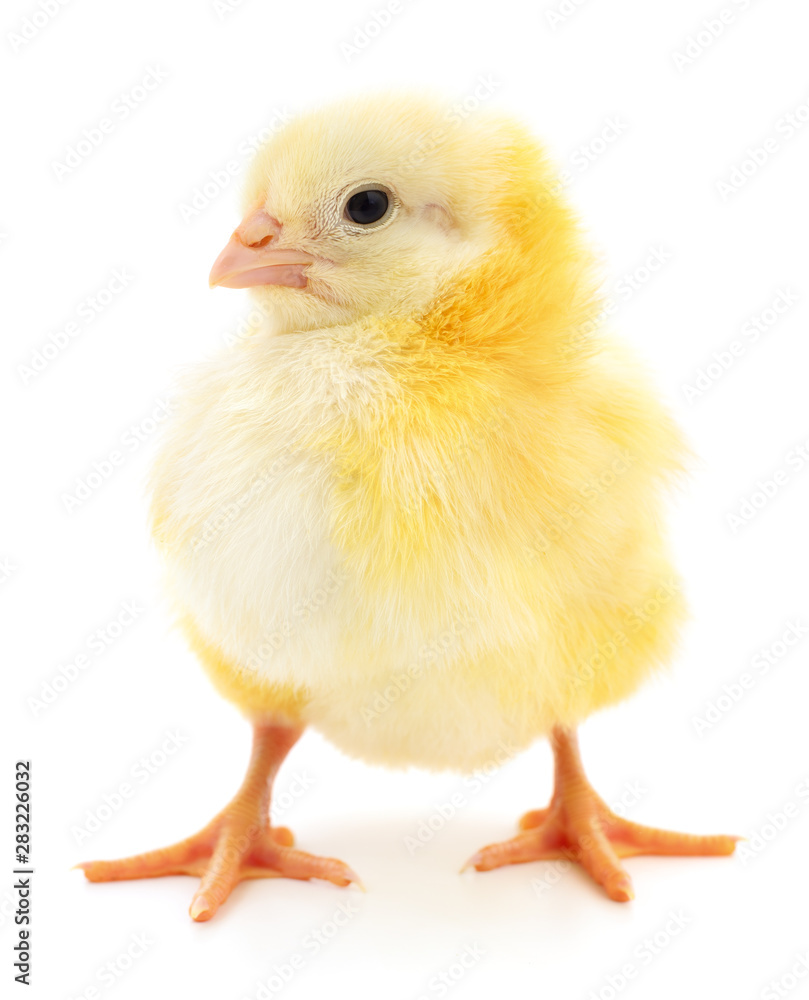 Small yellow chicken Small yellow chicken