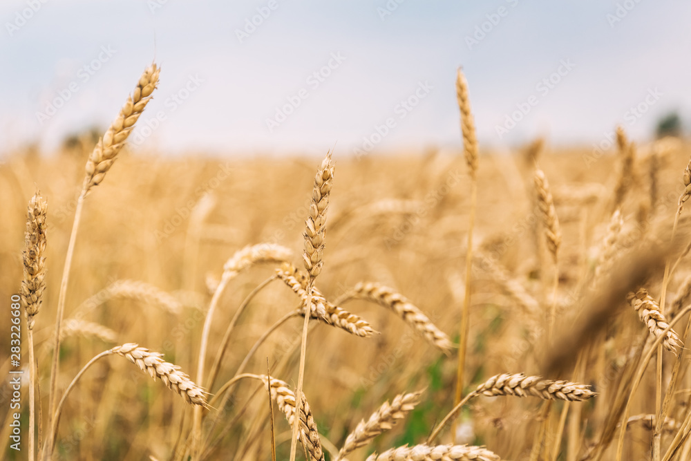 Fototapeta premium Harvest field with grain of wheat or rye.