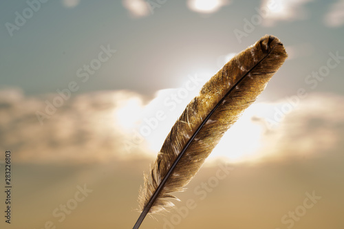Grade A barred Turkey Smudging Feather on the beach at sunrise in front of the lake. © bjphotographs
