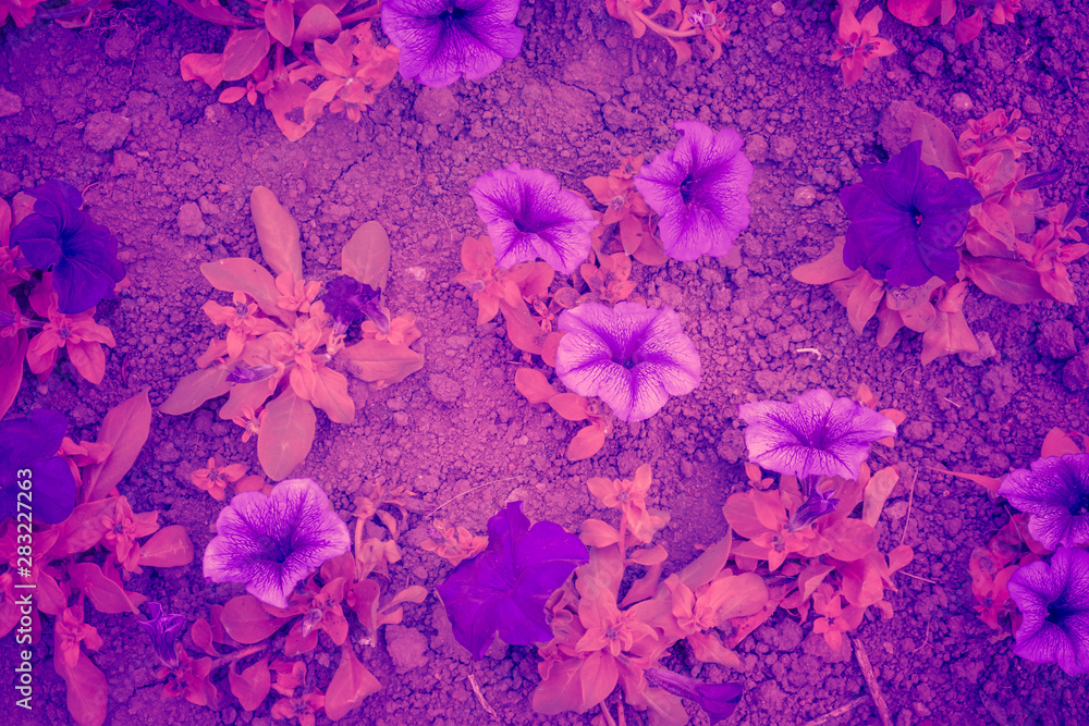 Trendy color ultra violet concept. Ultraviolet flower abstract background.