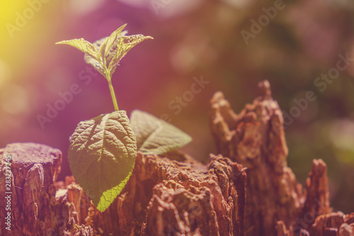 New Life concept with seedl...