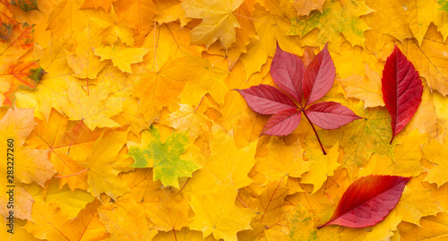 Bright red maple leaves on yellow autumn background