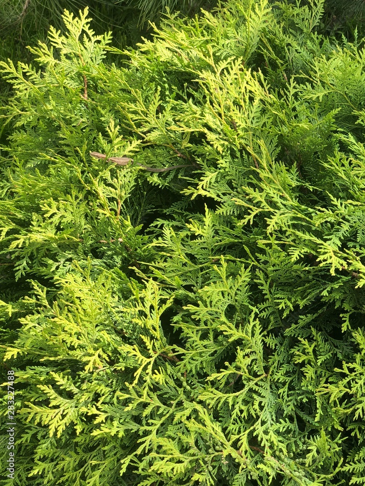 background of green leaves