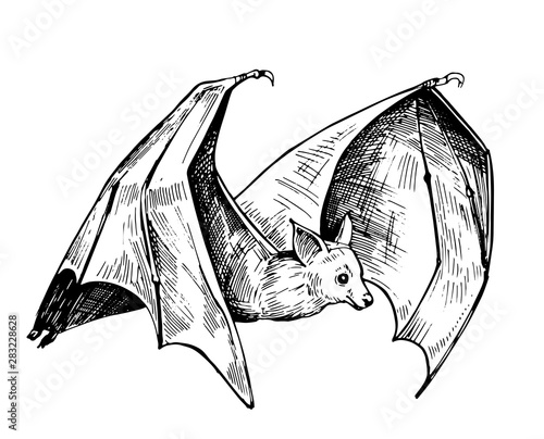 Bat sketch. Hand drawn illustration converted to vector