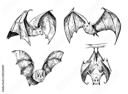 Foto Bat sketch. Hand drawn illustration converted to vector