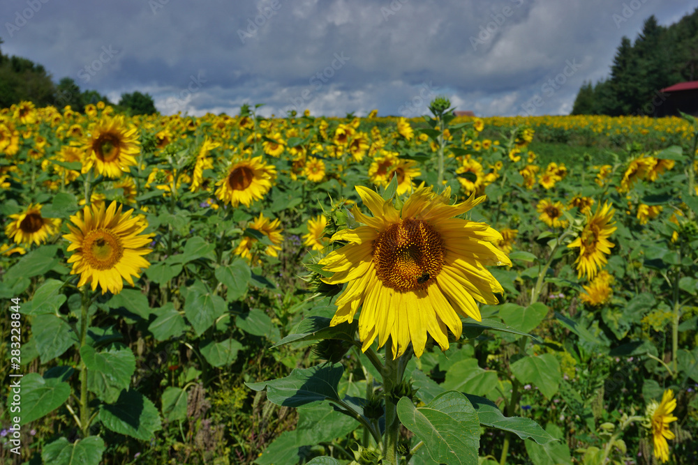 Sonnenblumenfeld, Sunflowers, Heliantuhus annuus