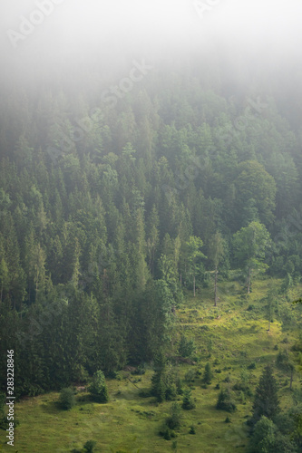 Trees on mountain disappearing in autumn fog