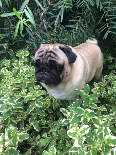pug in garden