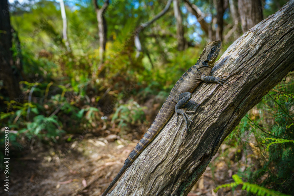 Eastern Water Dragon in the blue mountains, australia Eastern Water Dragon in the blue mountains, australia