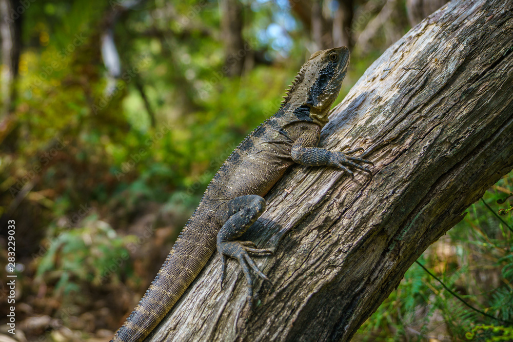Eastern Water Dragon in the blue mountains, australia Eastern Water Dragon in the blue mountains, australia