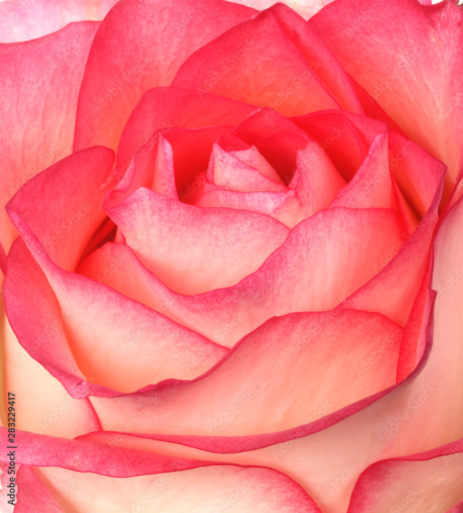 Rose blanche et rose Rose blanche et rose