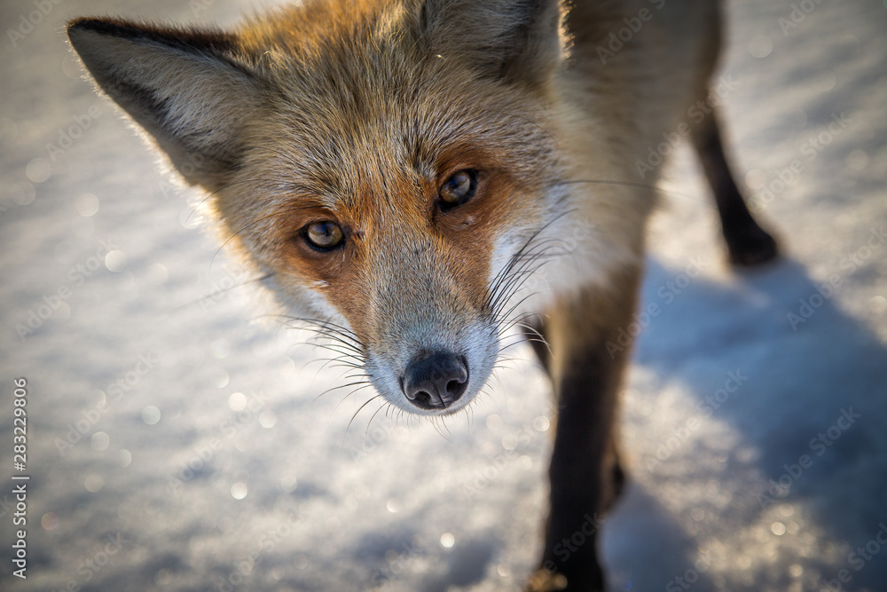 Obraz premium Lisek chytrusek