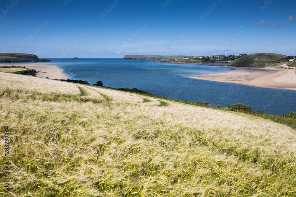 A fields of gold landscape of golden wheat fields on the Cornish coast with the blue ocean behind in Cornwall, UK