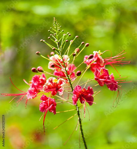 Branch with hibiscus flowers on a background of bright green. Flowers flora.