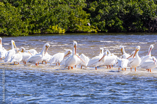 Flock of wild white pelicans rest on sandbar © Claudia Wizner